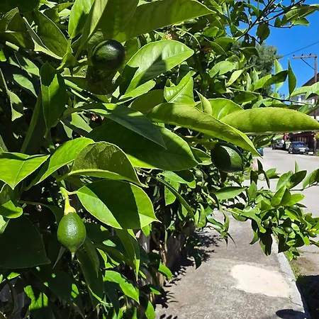 The Lemon House *